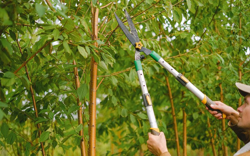 Tree trimming in Winston, OR