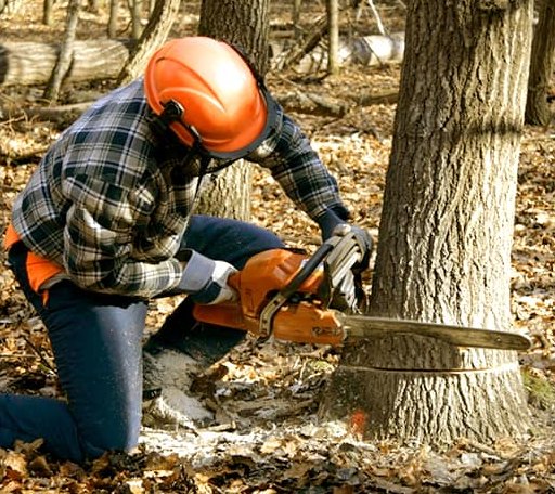 Tree Removal in Winston, OR